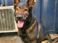 Suspect collared in Woking as police dog takes the lead