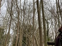 Trees being felled on local woodland to tackle Ash dieback