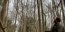 Trees being felled on local woodland to tackle Ash dieback