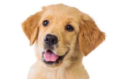 Guide dog charity seeking volunteers
