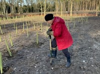 Community effort helps plant thousands of new trees