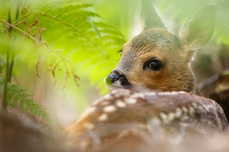 Roe deer Brookwood