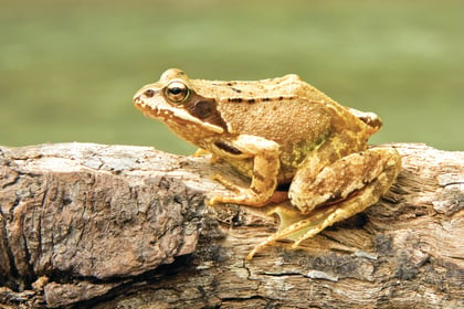 Watch out for frogs on their annual trek