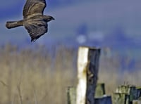 Wild about Woking: Close encounter with a striking-looking buzzard