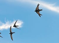 Swifts need our help to remain amazing