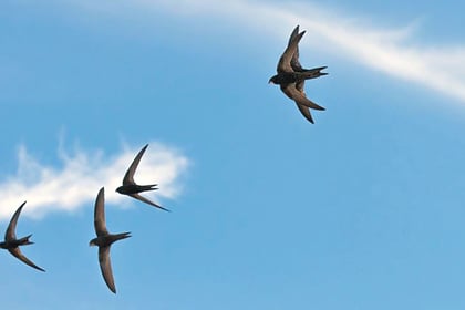 Swifts need our help to remain amazing