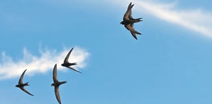 Swifts need our help to remain amazing