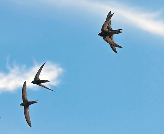 Swifts need our help to remain amazing