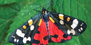 Nightworkers that have an essential role in pollination process