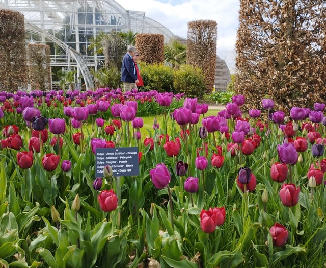 Tulips are the star blooms providing colour at RHS Garden Wisley