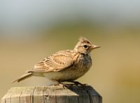 Making time to enjoy the beauty of birdsong