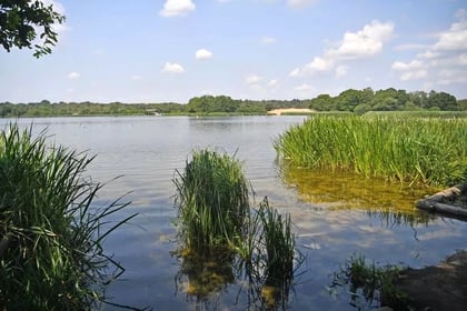 'Extremely dangerous' algae could close Frensham Pond until November