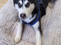 Pets' Corner: Husky pup needs your love