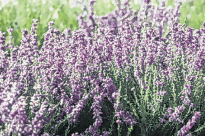 Eric cinera ‘Heatherbank’, one of RHS Garden Wisley’s many National Plant Collections