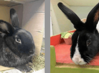 Rabbits Fawn and Amy seek new home together