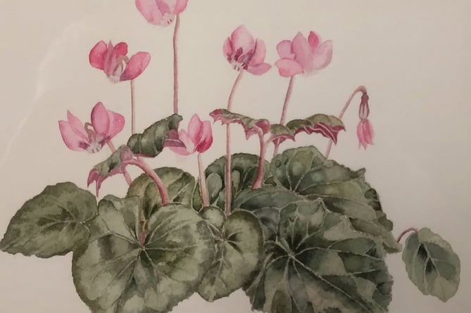 'Cyclamen' by Sue Cox, Alresford Art Society, June 2023.