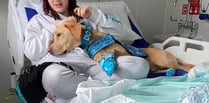 Dogtor Noodle eases Kiera's surgery ordeal