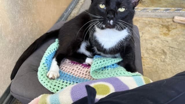 Three-legged cat Darwin, who is living at RSPCA Millbrook in Chobham ...