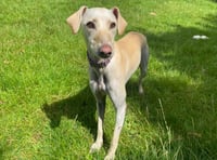 Beautiful lurcher Adina needs new home