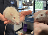 Rat brothers Emmental and Ricotta need new home