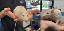 Rat brothers Emmental and Ricotta need new home