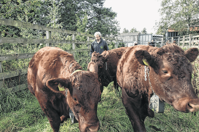 Cattle arrive at Tice’s Meadow