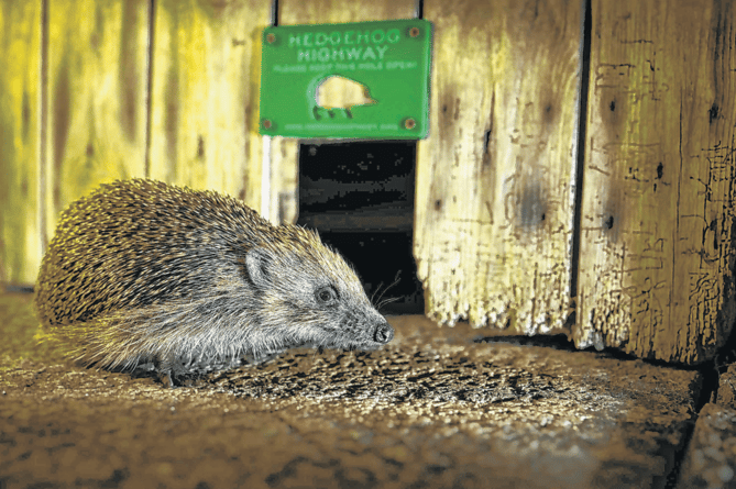 A hedgehog by a Hedgehog Highway