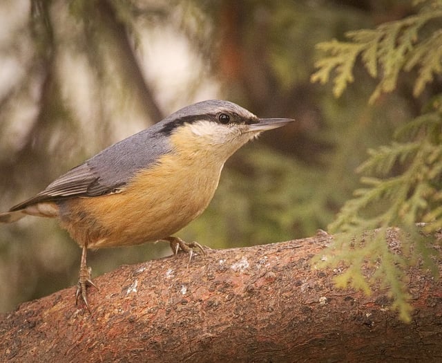 Winter wildlife wisdom: Surrey Wildlife Trust urges green space TLC