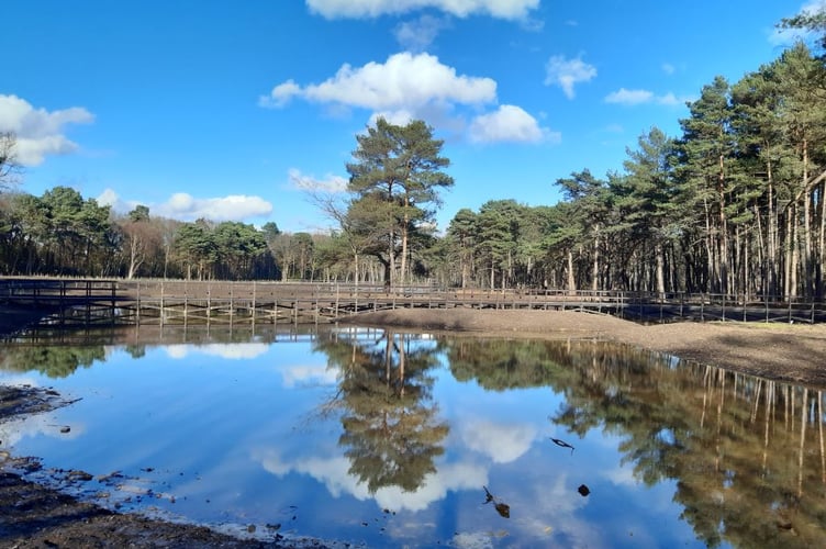 The Rive Ponds on Wheatsheaf Common