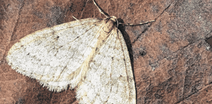 Royer Slater: Do moths have you all a-flutter this winter?