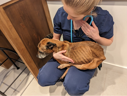 Gracie, a 15-year-old Staffordshire Bull Terrier, weighed just 7.3kg when she was found by an RSPCA inspector living in a darkened cage in a house