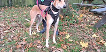 Sensitive lurcher Larry searches for a quiet forever home