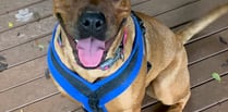 Mastiff cross Diva seeks her forever home