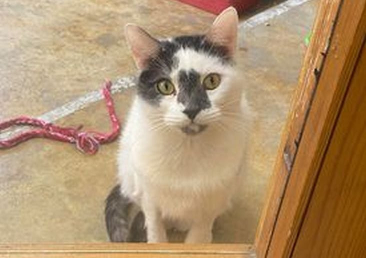 Lovable cat Colin, who is being cared for at RSPCA Millbrook in Chobham ...