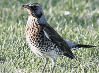 Why not take a closer look at our wonderful feathered visitors?