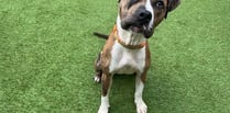 Boxer cross called Nova is aiming to be a knockout pet for new owner