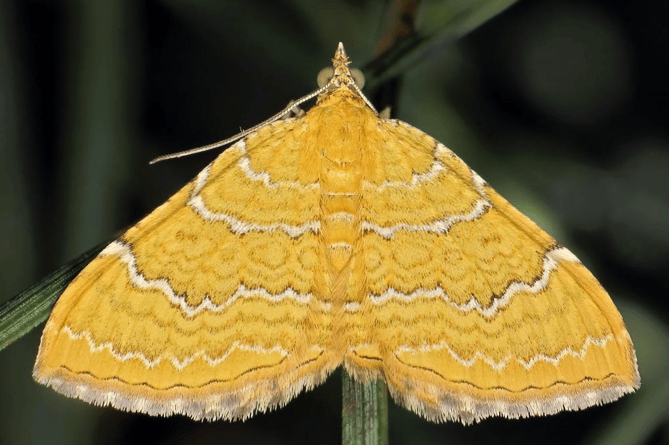 A yellow shell moth