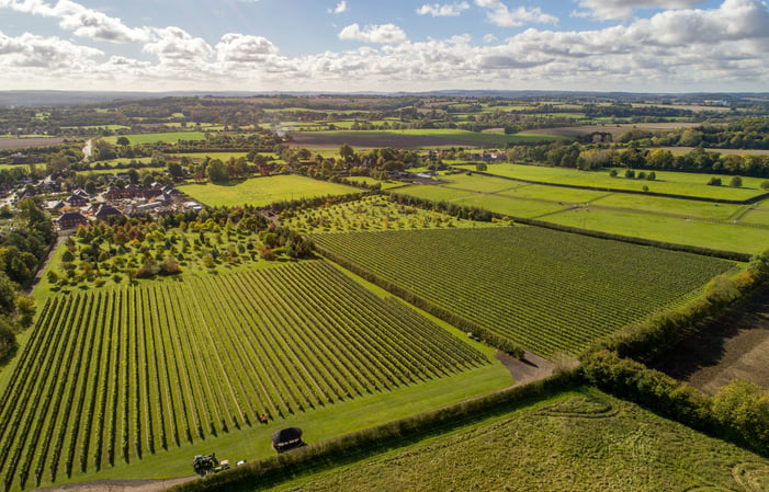 Walks at the inaugural Rail to Trail Walking Festival range from a circuit of ‘Beautiful Bentley’ (pictured) to an introduction to foraging, a walk across three commons between Liphook and Haslemere, a pilgrimage to The Poet Stone near Petersfield and much more