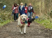 Dog owners asked to take on walking challenge for cancer research