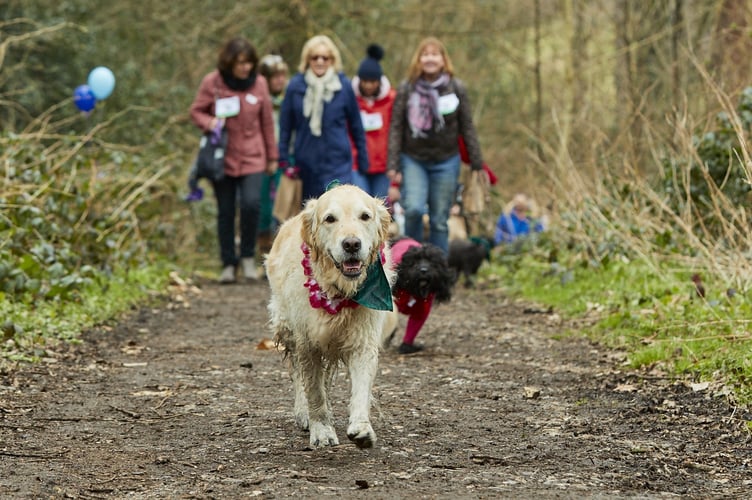 People walking their dogs