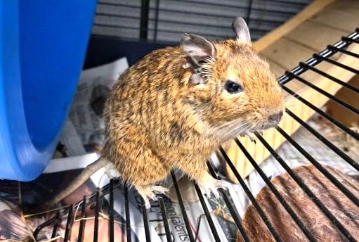 Gregg the degu at RSPCA Millbrook in Chobham