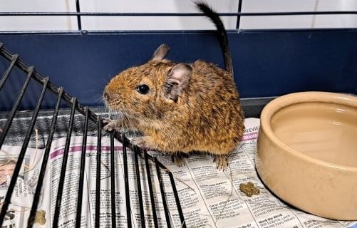 Bobby the degu at RSPCA Millbrook in Chobham