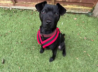 'Super little dude' Toby is looking for his forever home