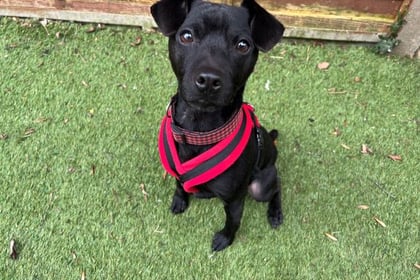 'Super little dude' Toby is looking for his forever home