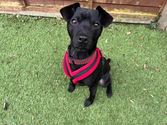 Patterdale dog Toby