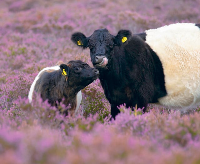 The new grazing app that does away with cattle fences