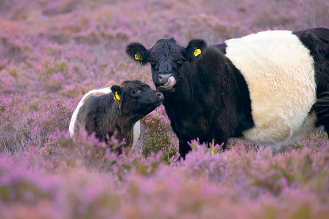  SWT Belted Galloway Cattle