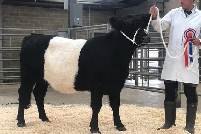  Wisley Earthworm, a Belted Galloway, with James Stoyles of SWT 