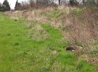 RSPCA investigating after deer 'shot dead' near Woking Palace