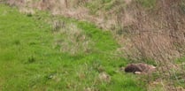 RSPCA investigating after deer 'shot dead' near Woking Palace